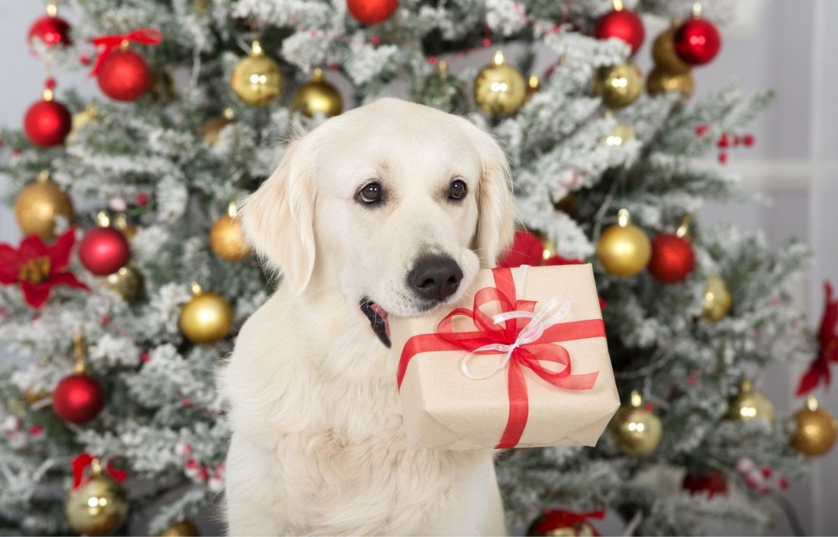 Things To Consider When Giving Pets as Gifts