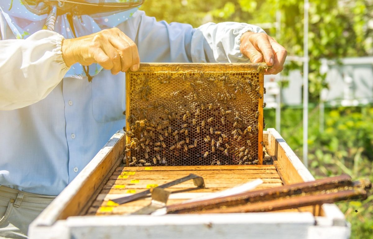 Ways To Make Your Beekeeping Hobby Profitable