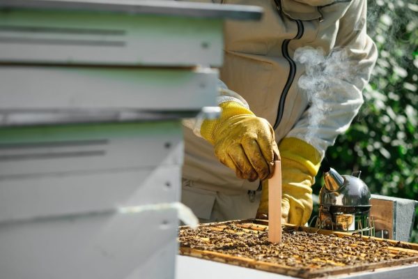 Worth the Sweat: The Most Difficult Tasks for Beekeepers