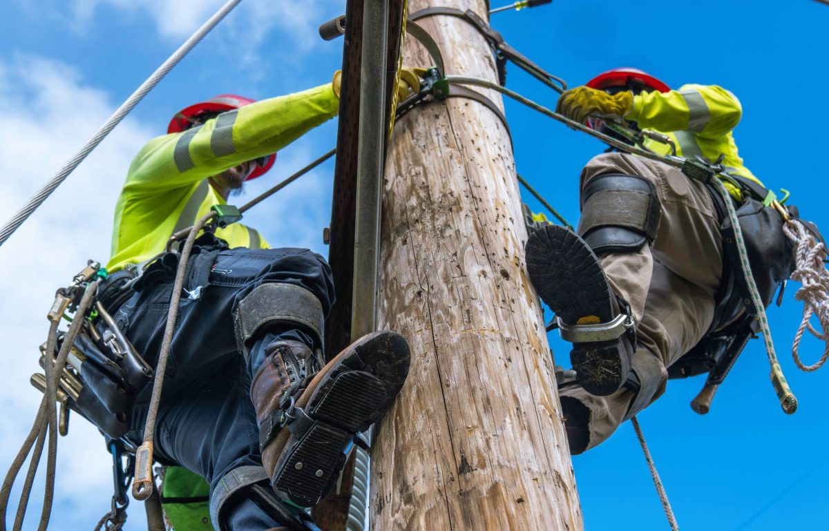 Two utility workers are hanging off the side of a utility pole and performing maintenance. They are wearing tool belts.