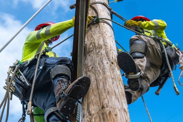 Two utility workers are hanging off the side of a utility pole and performing maintenance. They are wearing tool belts.