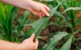 A pair of hands pulling a long corn leaf taut to inspect for diseases. There are multiple corn seedlings in the background.