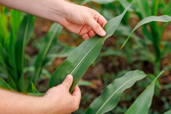 A pair of hands pulling a long corn leaf taut to inspect for diseases. There are multiple corn seedlings in the background.