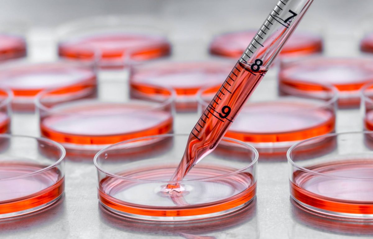 Several rows of cell culture dishes filled with a red liquid are lined up on a table. A dropper drops red liquid into one.